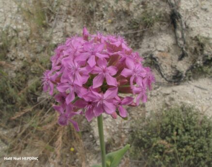 Kanlıbasıra otu (Silene compacta)