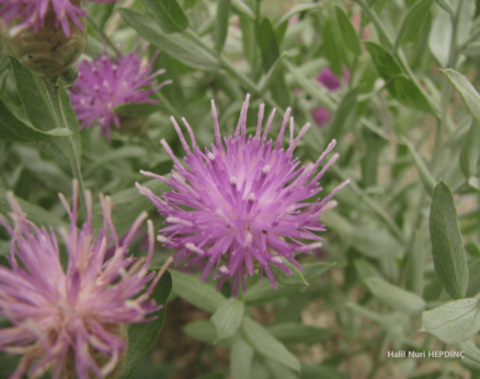 Kekredikeni (Rhaponticum repens) (Eş Ad: Acroptilon repens)