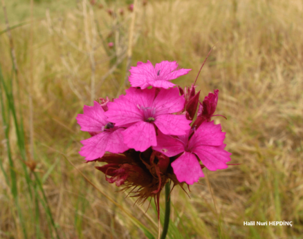 Güzel karanfil (Dianthus calocephalus)