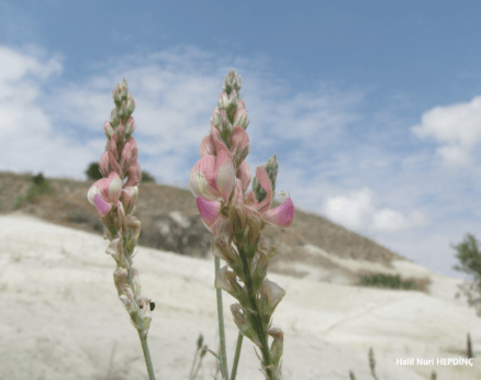 Korunga (Onobrychis viciifolia)