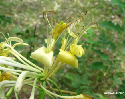 Dokuzdon (Lonicera etrusca var. etrusca )-Yabani hanımeli