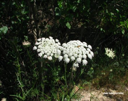 Yabani havuç (Daucus carota)