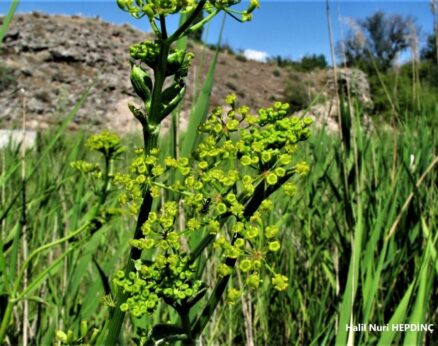 Şeker havucu (Pastinaca sativa subsp. urens) (2)