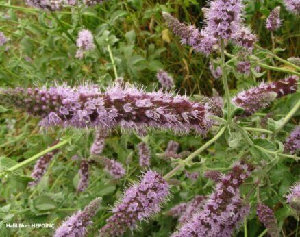 Dere nanesi (Mentha longifolia subsp. typhoides)