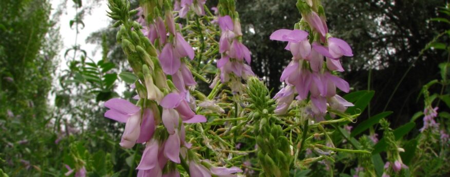 Keçisedefi (Galega officinalis)