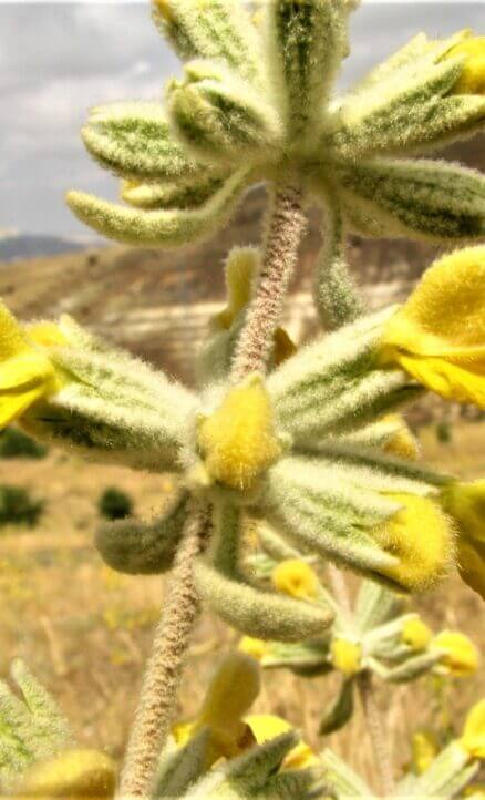 Boz şavlak (Phlomis armaniaca)