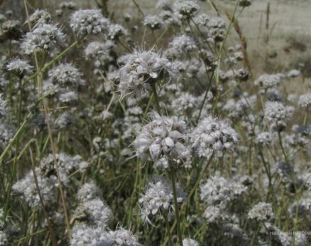 Alçıotu (Gypsophila laricina) (Eş Ad: G. sphaerocephala var. cappadocica) (ENDEMİK)