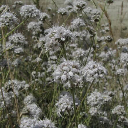 Alçıotu (Gypsophila laricina) (Eş Ad: G. sphaerocephala var. cappadocica) (ENDEMİK)