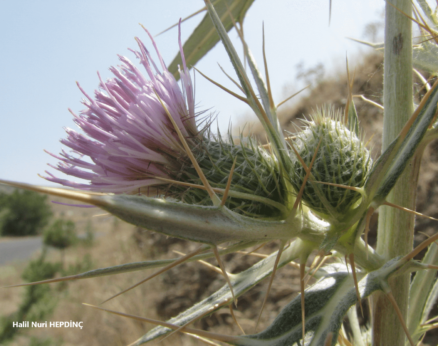 Yaygın kangal (Cirsium vulgare)