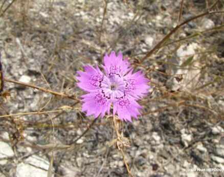 Kaya karanfili (Dianthus zonatus var. zonatus)