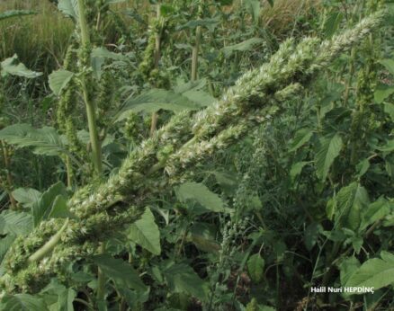 Tilkikuyruğu (Amaranthus retroflexus)