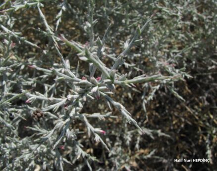 Hölmezotu (Noaea mucronata subsp. mucronata) (2) çiçeklenme dönemi başlangıcında