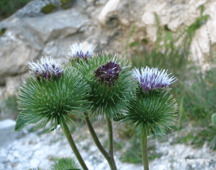 Löşlek (Arctium minus)