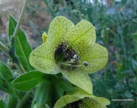 Banotu (Hyoscyamus niger) (2)