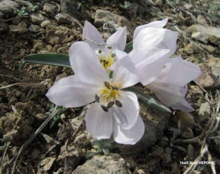 Öksüzali (Colchicum triphyllum )