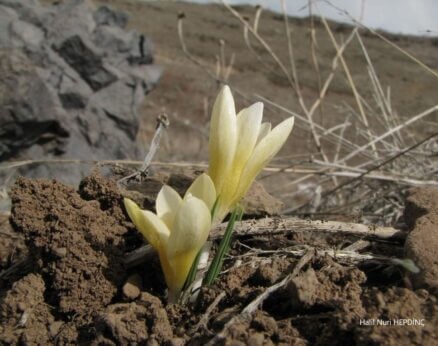 İnce çiğdem (Crocus danfordiae subsp. danfordiae)