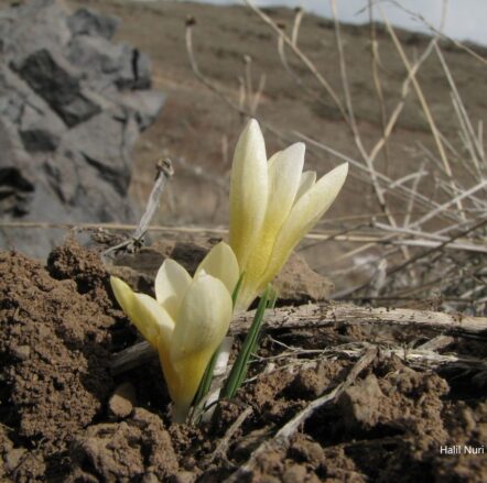 İnce çiğdem (Crocus danfordiae subsp. danfordiae)