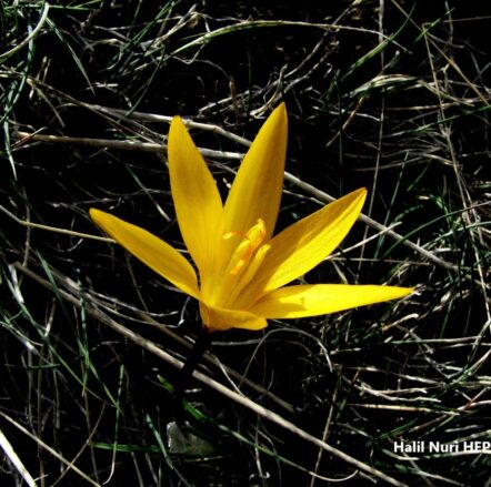 Ankaraçiğdemi (Crocus ancyrensis) ENDEMİK