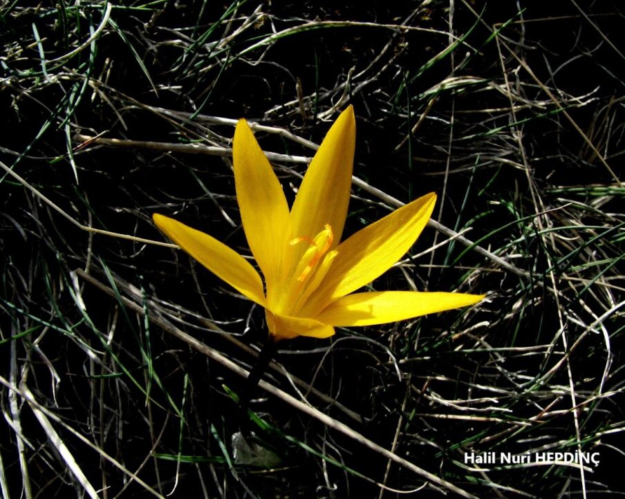 Ankaraçiğdemi (Crocus ancyrensis) ENDEMİK