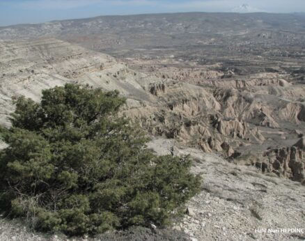 Katran ardıcı (Juniperus oxycedrus subsp.oxycedrus)