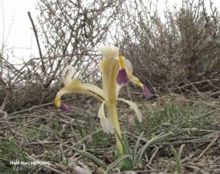 Buzala (Iris persica)