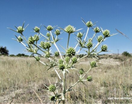 Yer kestanesi (Eryngium campestre var. virens )