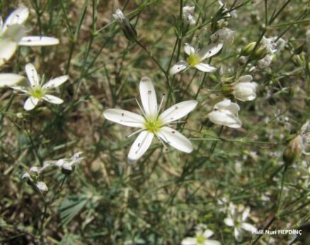 Hanım şiltesi (Minuartia juniperina)