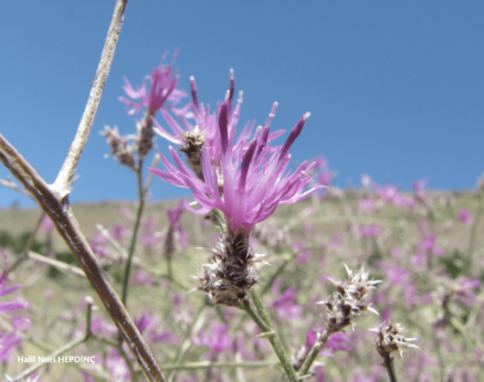 Acı süpürge (Centaurea virgata)