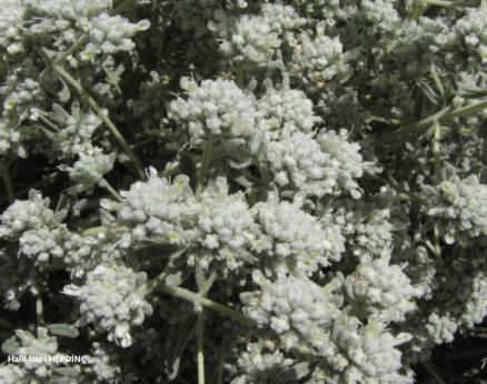 Diri kısaayaklı (Bombycilaena erecta)