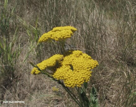 Kirpit (Achillea coarctata)