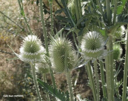 Fesçitarağı (Dipsacus laciniatus)