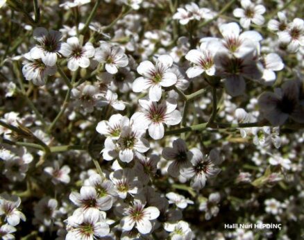 Pekpeko (Phryna ortegioides) ENDEMİK