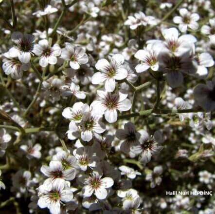 Pekpeko (Phryna ortegioides) ENDEMİK