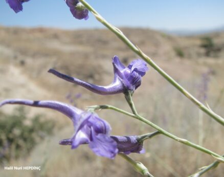 Hezaren (Delphinium venulosum) (ENDEMİK)