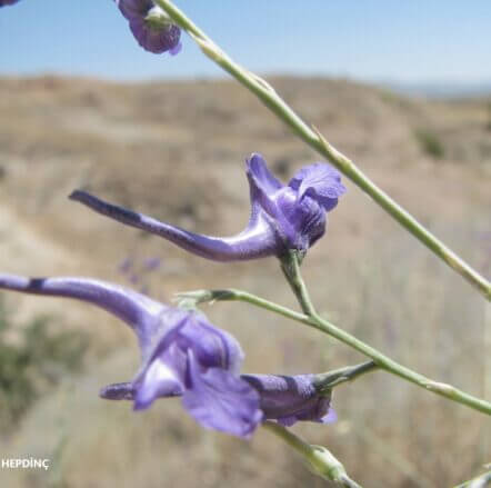 Hezaren (Delphinium venulosum) (ENDEMİK)