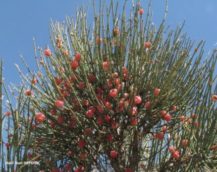 Hum (Ephedra major)