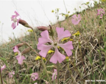 Mahruti nakıl (Silene subconica)