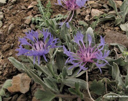 Düğmeli ot (Cyanus pichleri subsp. pichleri) (Eş Ad: Centaurea pichleri)