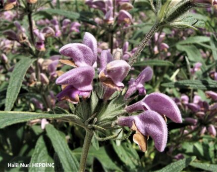 Silvanok (Phlomis pungens)