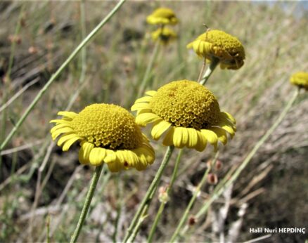 Boyacı papatyası (Cota tinctoria) (Eş Ad: Anthemis tinctoria)