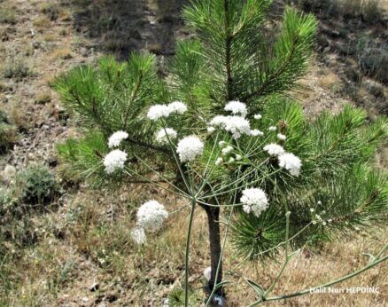 Havyıldız (Astrodaucus orientalis) (1)