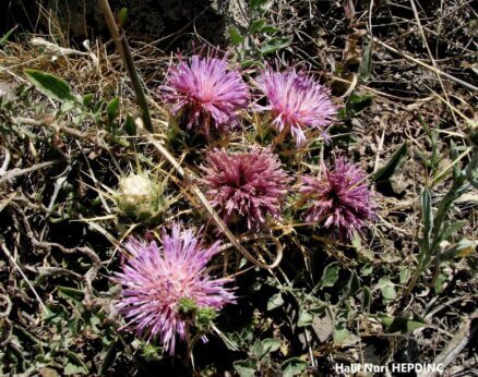 Yerkötürümü (Centaurea urvillei subsp. stepposa) ENDEMİK