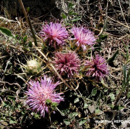 Yerkötürümü (Centaurea urvillei subsp. stepposa) ENDEMİK