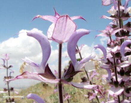 Paskulak (Salvia sclarea)