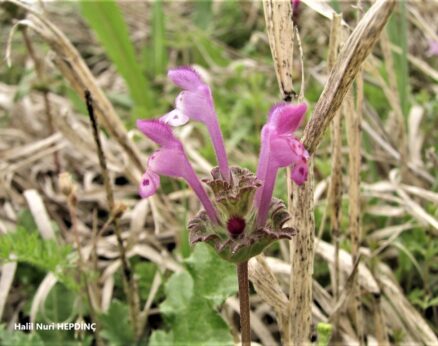 Baltutan (Lamium amplexicaule)