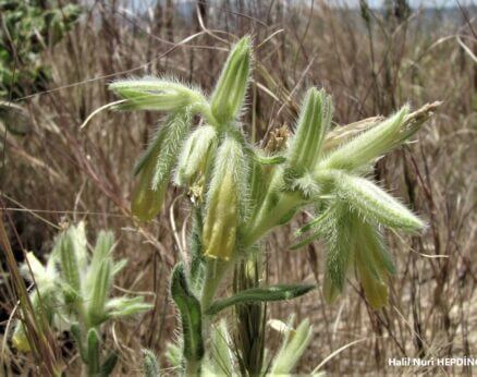 Küpeli emcek (Onosma bracteosa) ENDEMİK