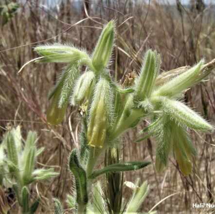 Küpeli emcek (Onosma bracteosa) ENDEMİK