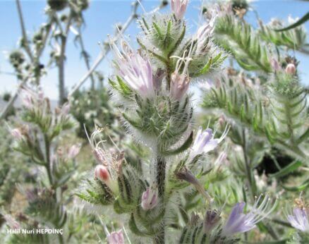 Kurtkuyruğu (Echium italicum)