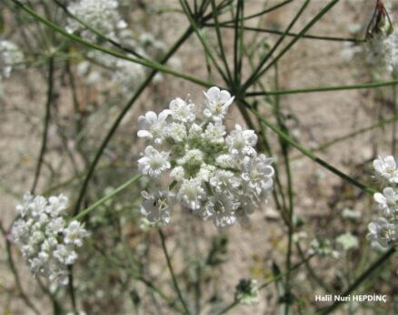 Havyıldız (Astrodaucus orientalis) (2)