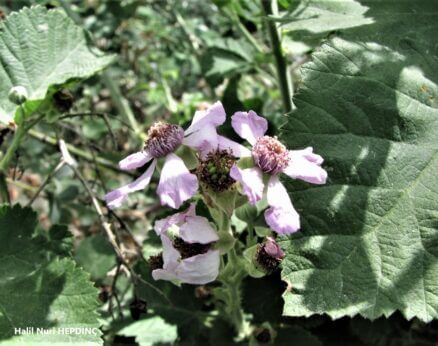 Böğürtlen (Rubus sanctus)